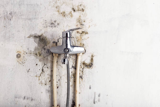 Home Mold Removal in Fruitland, ID