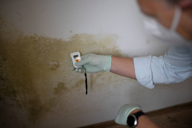 Best Mold Removal Process  in Fruitland, ID
