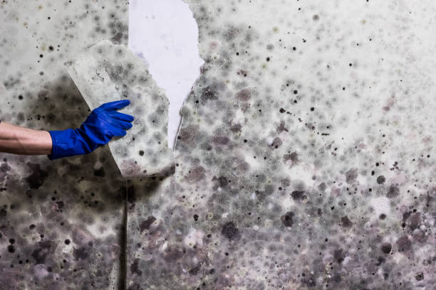 Best Toxic Mold Removal  in Fruitland, ID